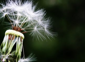 alergia u osób dojrzałych