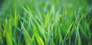 Top 5 akcesoriów niezbędnych do pielęgnacji trawnika