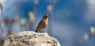 Jak pozbyć się pleśni z korzenia?