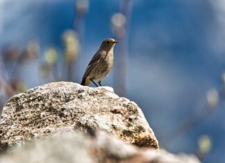 Jak pozbyć się pleśni z korzenia?