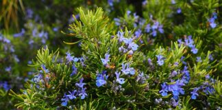 Jak samemu zrobić pachnącą wodę do prasowania?