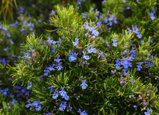Jak samemu zrobić pachnącą wodę do prasowania? Jak samemu zrobić pachnącą wodę do prasowania?