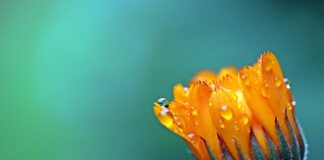 Czy aksamitki są trujące?