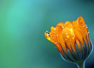 Czy aksamitki są trujące? Czy aksamitki są trujące?