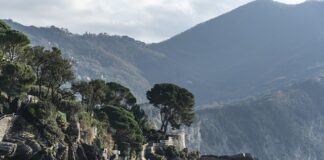 Ile kosztuje 1 kg sera koziego?