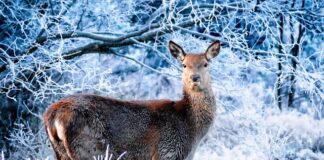 Czy psu jest zimno w zimie?