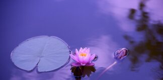 Czy lilie są jadalne?