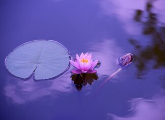 Czy lilie są jadalne?