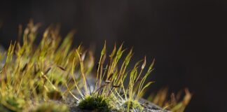 Jakie mchy na korzeń do akwarium?