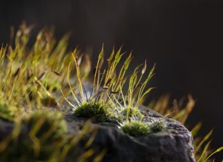 Jakie mchy na korzeń do akwarium?