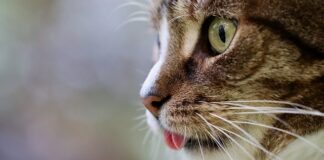 Dlaczego rosół jest dobry na kaca?