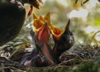 Czym karmić koralowce? Czym karmić koralowce?