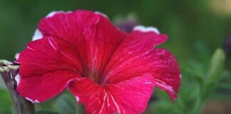 Czy kwiat surfinii jest jadalny?