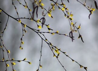 Czy brzoza nadaje się do akwarium?