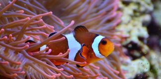 Czym odżywia się błazenek?