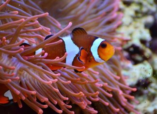 Czym odżywia się błazenek?