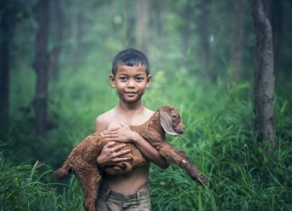 Czy kozie mleko podnosi cholesterol?