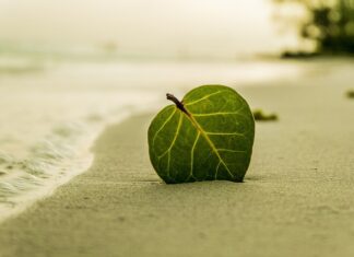 Co daje liść laurowy w praniu?