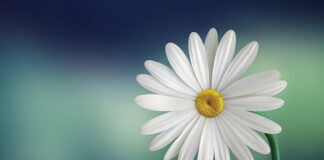 Czy stokrotki są do jedzenia?