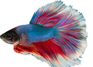 Jakie rybki mogą być z gupikami i neonkami?