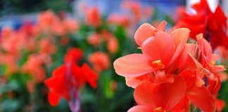 Czy mieczyki są trujące?