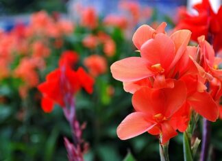 Czy mieczyki są trujące? Czy mieczyki są trujące?