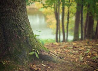 Jak pozbyć się kory z korzenia?