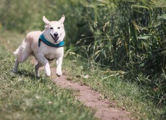 Czy można biegać z labradorem?