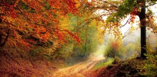 Co jest przyczyną spadku pH w akwarium?