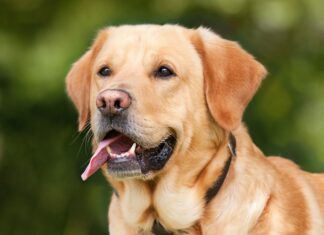 Ile ruchu dla labradora?