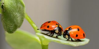 Czy w Biedronce można kupić erytrytol?