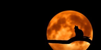 Co to znaczy jak kot wokalizuje?