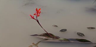 Czy mętna woda szkodzi rybom?