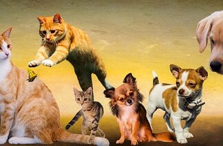 Dlaczego psy nie lubią rowerzystów? Dlaczego psy nie lubią rowerzystów?