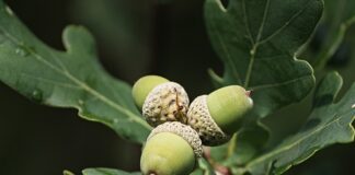 Jak pozbyć się garbników z akwarium?