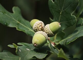 Jak pozbyć się garbników z akwarium? Jak pozbyć się garbników z akwarium?