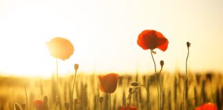 Jak działa mąka ziemniaczana na twarz?