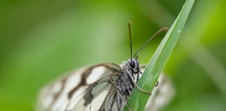 Co wpływa na bielenie rafy koralowej?