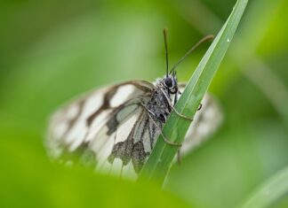 Co wpływa na bielenie rafy koralowej?