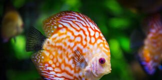 Co dać na spód akwarium?