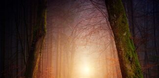 Jak nauczyć psa chodzić na smyczy?