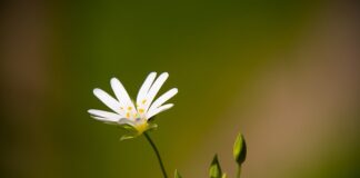 Ile goździków można żuć dziennie?