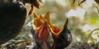 O której godzinie najlepiej karmić psa?