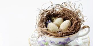 Czy wszystkie fiołki są jadalne?