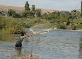 Jak wzmocnić siatkę przed psami?