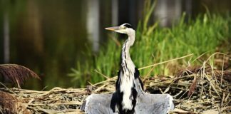 Jak używać kul do suszarki?