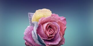 Czy płatki słonecznika są jadalne?