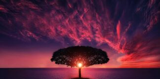 Ile może leżeć drzewo po ścięciu?