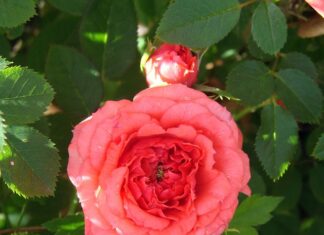 Jak stosować Coral Mine?