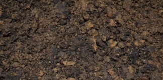 Jak zrobić zalewę do kompotu?